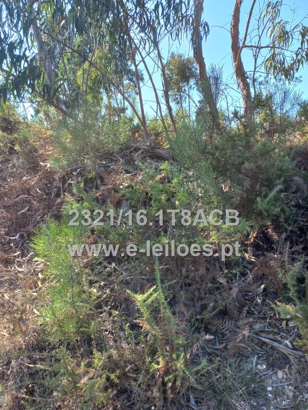 Fotografia de imóvel: 1/10 indiviso de Terreno de Pinhal, mato e terra de semeadura