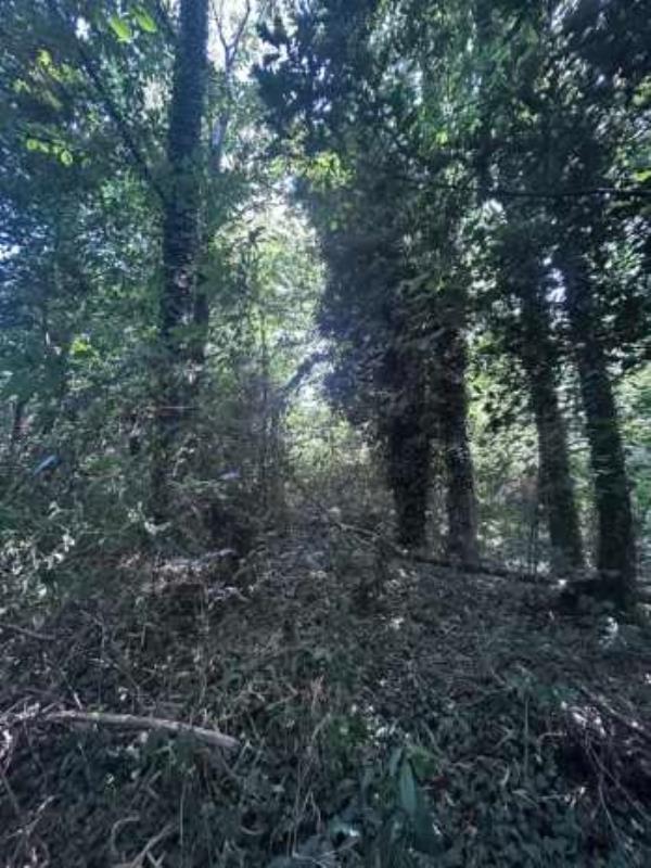 Fotografia de imóvel: PRÉDIO RÚSTICO sito na freguesia de ROSSAS, concelho de AROUCA