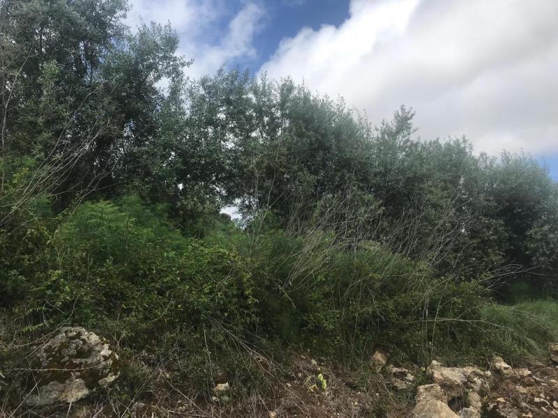 Fotografia de imóvel: Prédio Rústico 4800 M2 - Aljubarrota