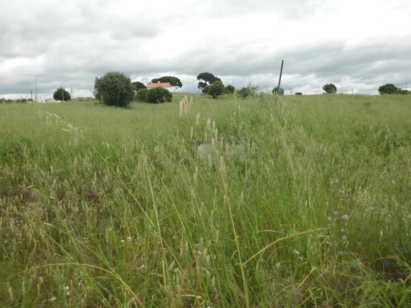 Fotografia de imóvel: Lote de terreno para construção na Azaruja a 23 Km de Évora