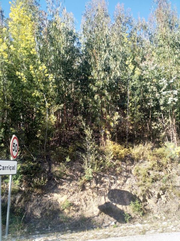 Fotografia de imóvel: Prédio rústico sito em Vale Verde - Castanheira de Pera